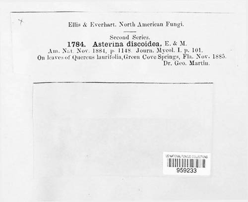 Asterina discoidea image